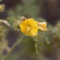 Паслён колючий Паслён колючий