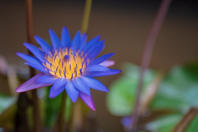 Голубой лотос Голубой лотос