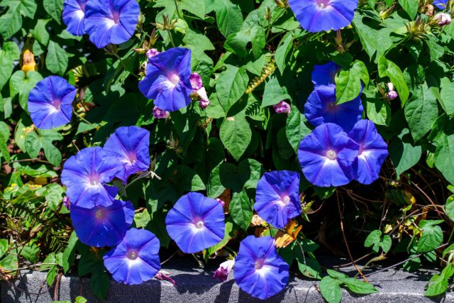 Ипомея трёхцветная Ипомея трёхцветная