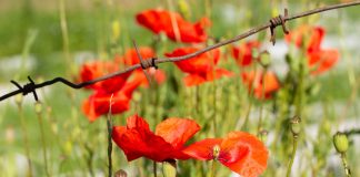 За какие растения точно оштрафуют и посадят в тюрьму в 2026 году?