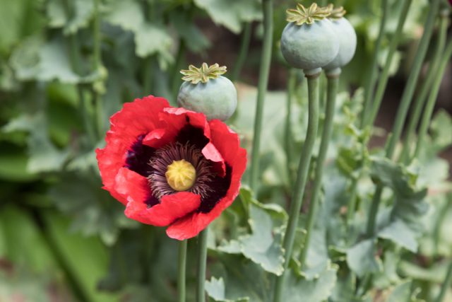 Запрещен Мак снотворный (Papaver somniferum) и другие виды мака, содержащие наркотические вещества. Запрещен Мак снотворный (Papaver somniferum) и другие виды мака, содержащие наркотические вещества.