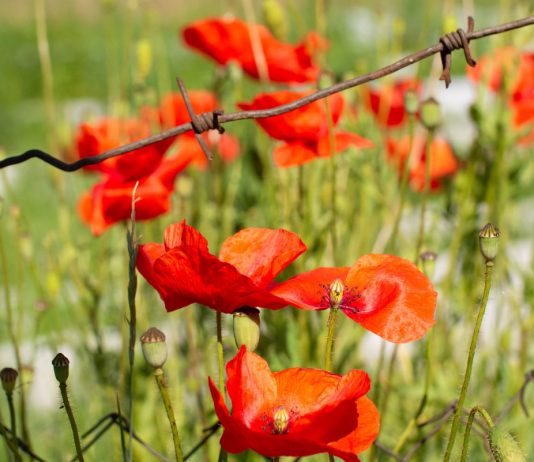 За какие растения точно оштрафуют и посадят в тюрьму в 2026 году?