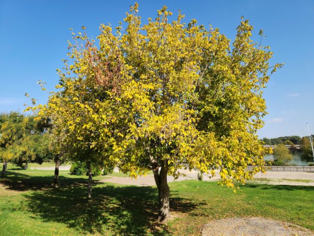 Клён ясенелистный, или американский клён Клён ясенелистный, или американский клён