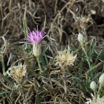 Горчак ползучий Горчак ползучий