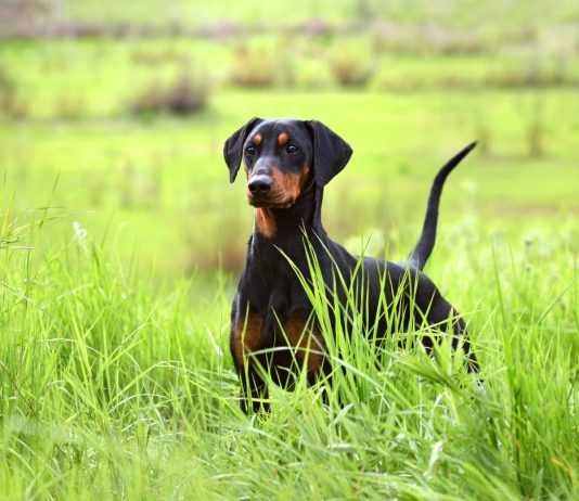 Зачем собакам купируют уши и хвост? Вся правда об операции - Животные Зачем собакам купируют уши и хвост? Вся правда об операции.