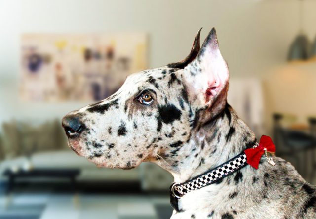 Несмотря на то, что во многих странах обрезание ушей и хвоста теперь под запретом из-за этических причин, некоторые владельцы собак продолжают настаивать на важности купирования. Несмотря на то, что во многих странах обрезание ушей и хвоста теперь под запретом из-за этических причин, некоторые владельцы собак продолжают настаивать на важности купирования.