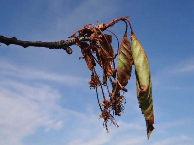 Год назад соседка продала участок и уехала в город. Новый хозяин мечтал о спокойных выходных на даче, а получил потоп, замёрзшие трубы и монилиоз в саду. Прежде чем сажать и строить — узнайте, как защитить участок от различных «сюрпризов». Год назад соседка продала участок и уехала в город. Новый хозяин мечтал о спокойных выходных на даче, а получил потоп, замёрзшие трубы и монилиоз в саду. Прежде чем сажать и строить — узнайте, как защитить участок от различных «сюрпризов».