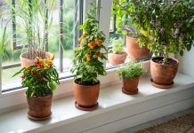 Зимний огород в квартире — обеспечиваем себя свежими овощами.