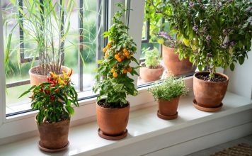 Зимний огород в квартире — обеспечиваем себя свежими овощами Зимний огород в квартире — обеспечиваем себя свежими овощами.