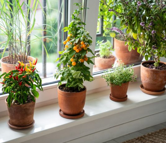 Зимний огород в квартире — обеспечиваем себя свежими овощами.