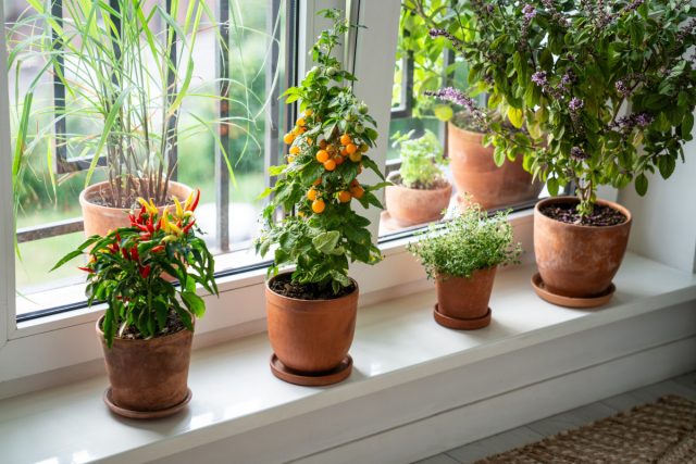 Зимний огород в квартире — обеспечиваем себя свежими овощами.