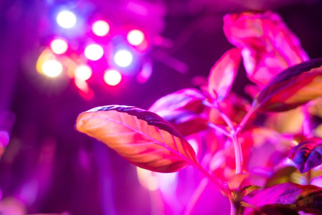 Минимальный общий период качественного освещения должен составлять 8-10 часов, а лучше около 12-ти.