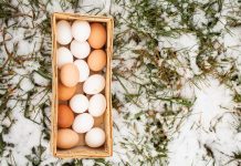 Зимняя яйценоскость кур-несушек: секреты сохранения продуктивности Зимняя яйценоскость кур-несушек: секреты сохранения продуктивности.