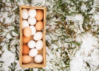 Зимняя яйценоскость кур-несушек: секреты сохранения продуктивности.