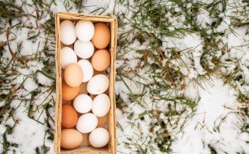 Зимняя яйценоскость кур-несушек: секреты сохранения продуктивности.