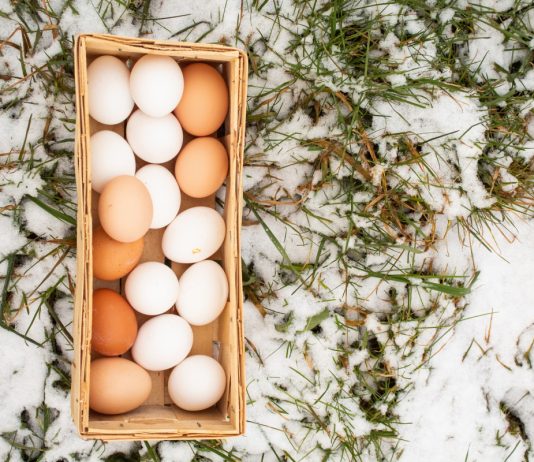 Зимняя яйценоскость кур-несушек: секреты сохранения продуктивности.