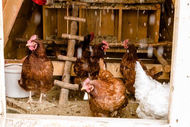 Сырость подстилки и холодный влажный воздух снижают иммунитет птицы быстрее, чем сухой мороз.