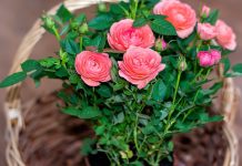 Что важно сделать с новым растением, чтобы не навредить остальным?