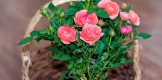 Что важно сделать с новым растением, чтобы не навредить остальным?