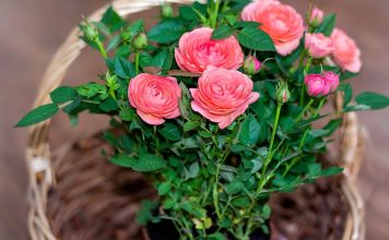 Что важно сделать с новым растением, чтобы не навредить остальным?