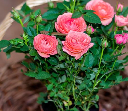 Что важно сделать с новым растением, чтобы не навредить остальным?