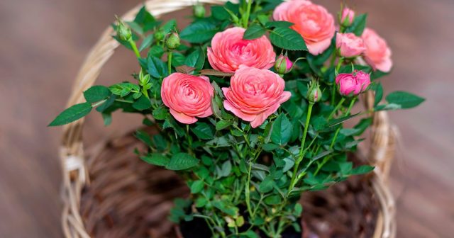 Что важно сделать с новым растением, чтобы не навредить остальным?