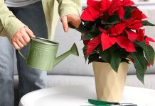 Золотое правило полива пуансеттии — как не залить и не пересушить? Золотое правило полива пуансеттии — как не залить и не пересушить?