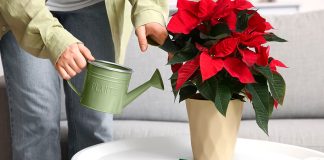 Золотое правило полива пуансеттии — как не залить и не пересушить? - Блоги компаний Золотое правило полива пуансеттии — как не залить и не пересушить?