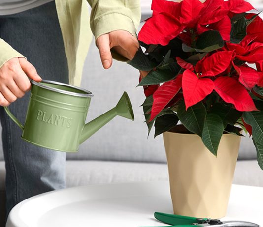 Золотое правило полива пуансеттии — как не залить и не пересушить?