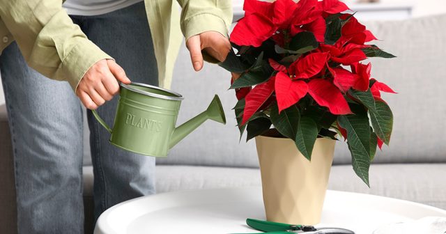 Золотое правило полива пуансеттии — как не залить и не пересушить? Золотое правило полива пуансеттии — как не залить и не пересушить?