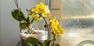 Секреты идеального субстрата для орхидей — как собрать правильно - Комнатные растения Секреты идеального субстрата для орхидей — как собрать правильно