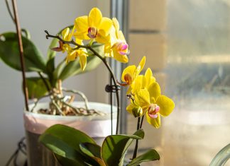 Секреты идеального субстрата для орхидей — как собрать правильно - Блоги компаний Секреты идеального субстрата для орхидей — как собрать правильно