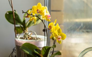 Секреты идеального субстрата для орхидей — как собрать правильно Секреты идеального субстрата для орхидей — как собрать правильно