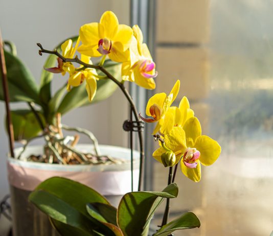 Секреты идеального субстрата для орхидей — как собрать правильно