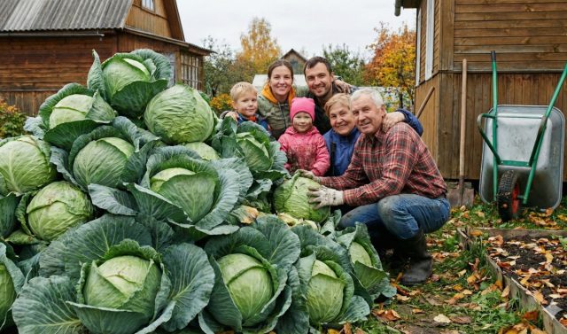 10 идеальных сортов капусты для засолки, квашения и хранения 10 идеальных сортов капусты для засолки, квашения и хранения