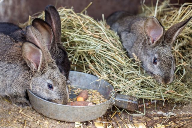 Ошибки в кормлении — частая беда новичков: кроликам нужно полноценное меню, а не один-два вида кормов. Чтобы не навредить, начинающим проще использовать готовые комбикорма, сочетая их с сеном, зерном и сочными добавками вроде травы, овощей и фруктов. Ошибки в кормлении — частая беда новичков: кроликам нужно полноценное меню, а не один-два вида кормов. Чтобы не навредить, начинающим проще использовать готовые комбикорма, сочетая их с сеном, зерном и сочными добавками вроде травы, овощей и фруктов.