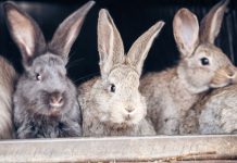 10 ошибок начинающего кроликовода, которые сводят на нет весь труд 10 ошибок начинающего кроликовода, которые сводят на нет весь труд