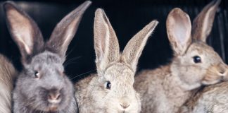 10 ошибок начинающего кроликовода, которые сводят на нет весь труд 10 ошибок начинающего кроликовода, которые сводят на нет весь труд