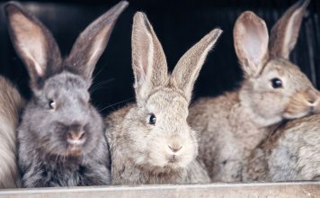 10 ошибок начинающего кроликовода, которые сводят на нет весь труд