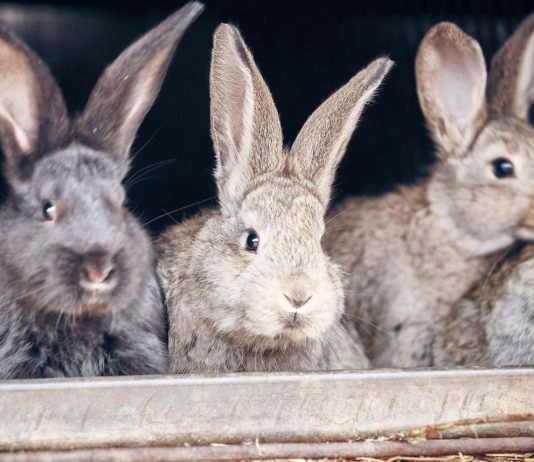 10 ошибок начинающего кроликовода, которые сводят на нет весь труд