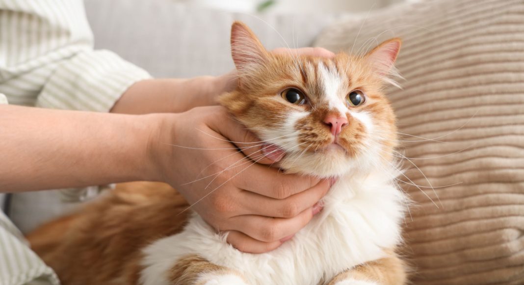 11 добрых пород кошек, которые по-настоящему тянутся к человеку