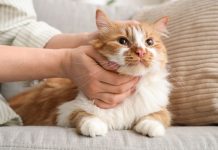 11 добрых пород кошек, которые по-настоящему тянутся к человеку