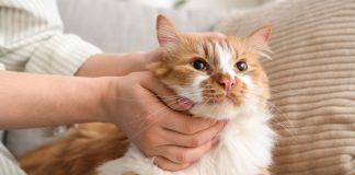 11 добрых пород кошек, которые по-настоящему тянутся к человеку