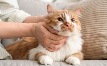 11 добрых пород кошек, которые по-настоящему тянутся к человеку