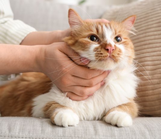 11 добрых пород кошек, которые по-настоящему тянутся к человеку