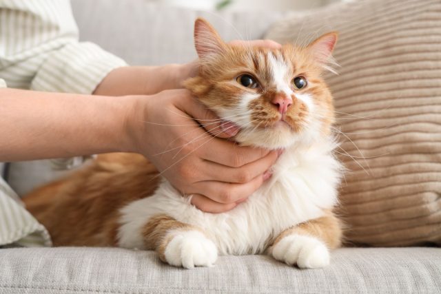 11 добрых пород кошек, которые по-настоящему тянутся к человеку 11 добрых пород кошек, которые по-настоящему тянутся к человеку