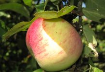 10 самых сладких сортов яблок для средней полосы 10 самых сладких сортов яблок для средней полосы