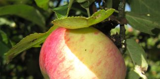 10 самых сладких сортов яблок для средней полосы