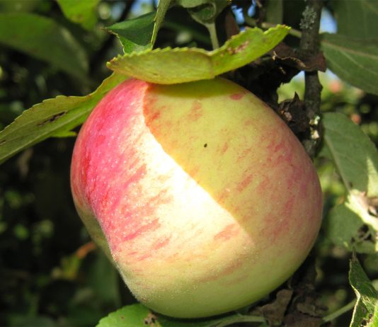 10 самых сладких сортов яблок для средней полосы