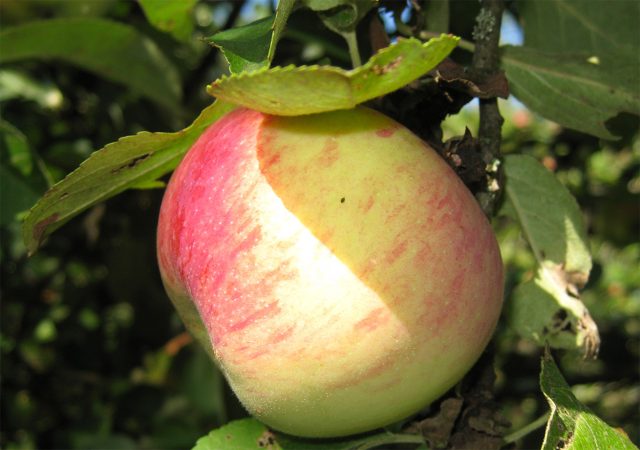 10 самых сладких сортов яблок для средней полосы 10 самых сладких сортов яблок для средней полосы